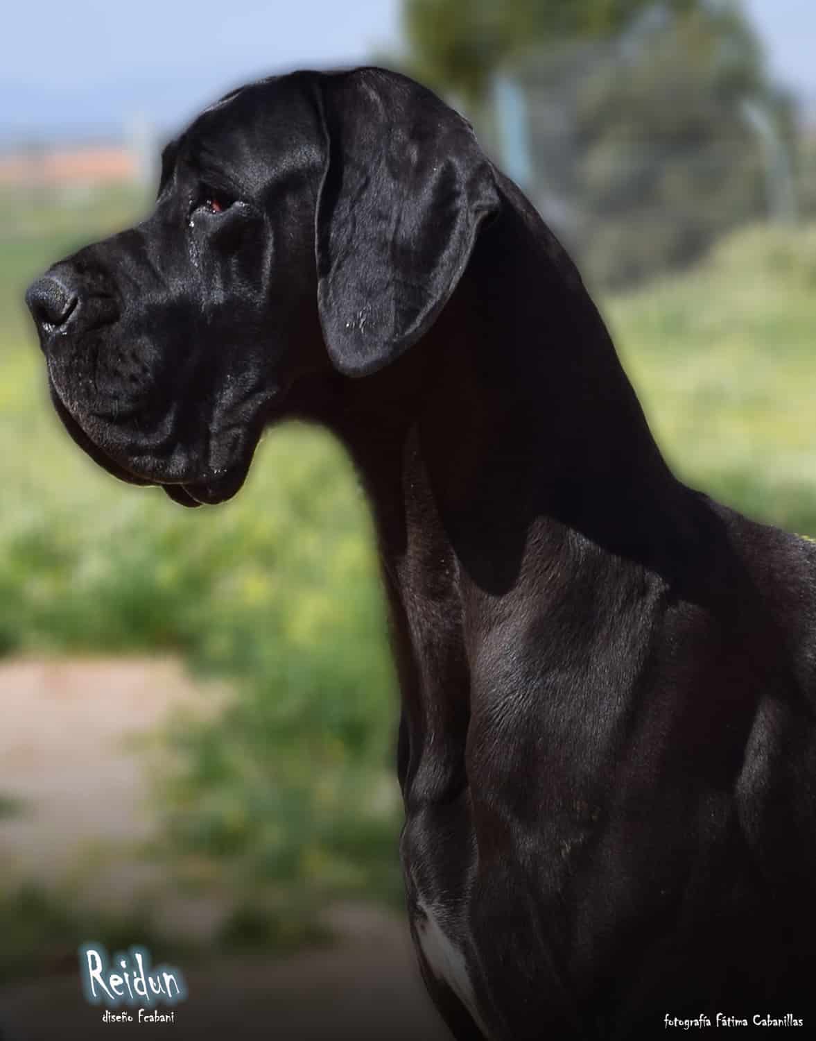 Hembras de Dogo Alemán