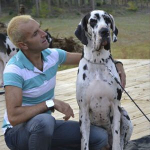 Dogos Alemanes Galería Fotográfica