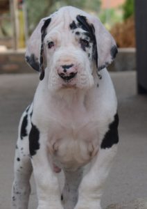 Dogos Alemanes Cachorros