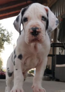 Dogos Alemanes Cachorros