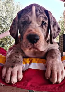 Dogos Alemanes Cachorros