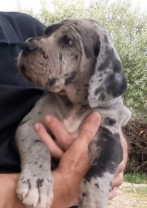 Dogos Alemanes Cachorros