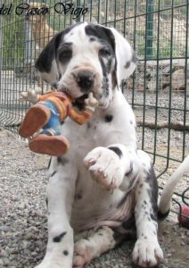 Dogos Alemanes Cachorros