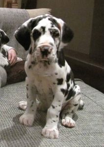 Dogos Alemanes Cachorros