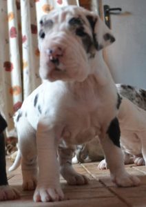 Dogos Alemanes Cachorros