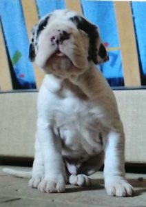 Dogos Alemanes Cachorros