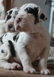 Dogos Alemanes Cachorros