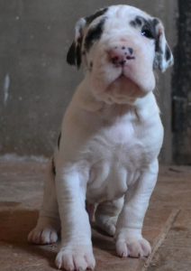 Dogos Alemanes Cachorros
