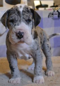 Dogos Alemanes Cachorros