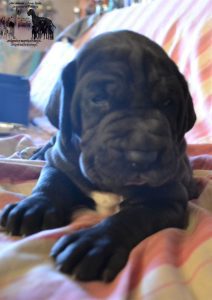 Dogos Alemanes Cachorros