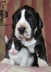 Dogos Alemanes Cachorros