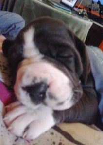 Dogos Alemanes Cachorros