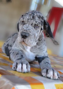 Dogos Alemanes Cachorros