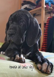 Dogos Alemanes Cachorros