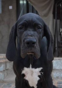 Dogos Alemanes Cachorros