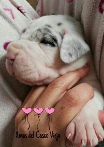 Dogos Alemanes Cachorros
