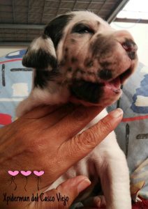 Dogos Alemanes Cachorros