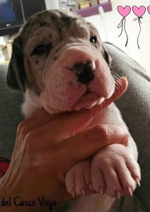 Dogos Alemanes Cachorros