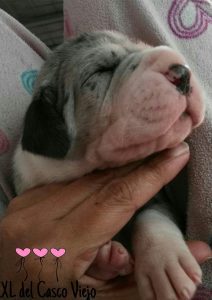 Dogos Alemanes Cachorros