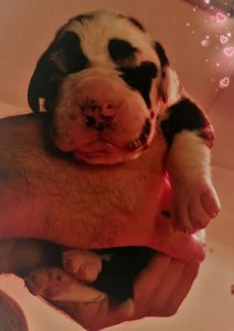 Dogos Alemanes Cachorros